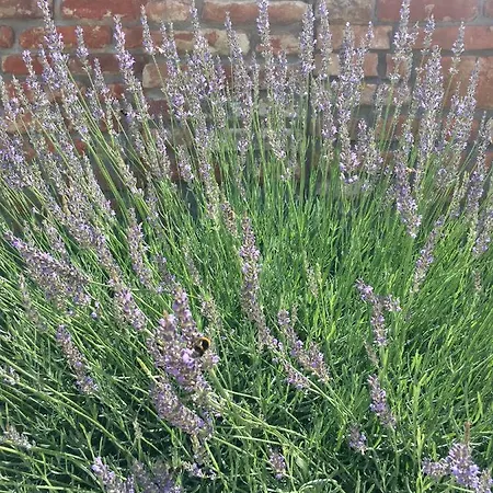 Dom wakacyjny Maximilian