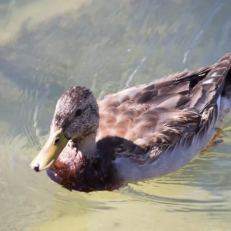 Maximilian Dom wakacyjny Balatonkeresztúr